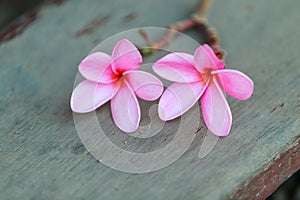Beautiful sweet pink Plumeria flowers, blooming, concept for background texture.