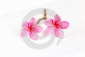 Beautiful sweet pink Plumeria flowers, blooming, on whi