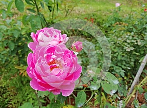 Beautiful sweet pink rose in flower garden.