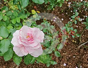 Beautiful sweet pink rose in flower garden.