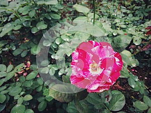 Beautiful sweet pink rose in flower garden.