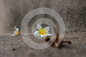 Beautiful sweet Plumeria flowers, blooming, concept for background texture. Vintage and natural background.
