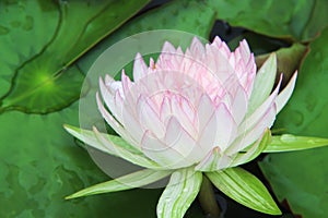 Beautiful sweet white petal lily lotus flowers with light pink edge with water drops  blooming and green leaves natural background