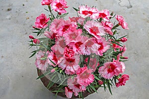 Beautiful Sweet William Dianthus Flowers In A Clay Pot.