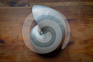 Beautiful swirl of a chambered nautilus shell against a dark wood background, mother of pearl finish