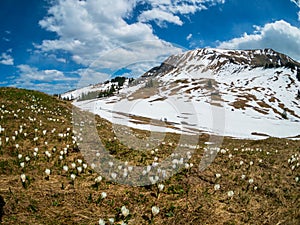 Beautiful Switzerland mountains landscape with blooming crocus flowers