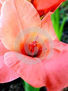 Closeup of sword lily also called gladioli. Gladiolus flower blossom. photo