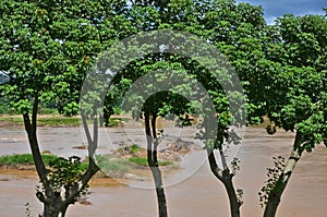 Beautiful sylvan green tree and the river with stone