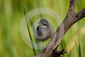 Beautiful Sylvia melanocephala warbler perched on a branch with green background photo