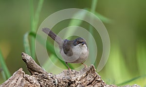 Beautiful Sylvia melanocephala warbler perched on a branch with green background photo