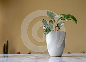 Beautiful syngonium albo plant in a white ceramic pot with copy space photo