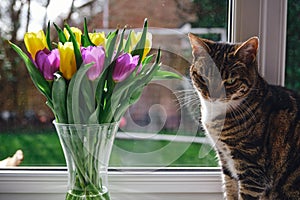 Beautiful tabby cat (Felis catus) sitting on a window sill with garden tulips vase next to it