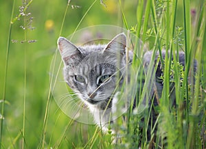 Beautiful tabby cat hunting in a summer meadow of green grass