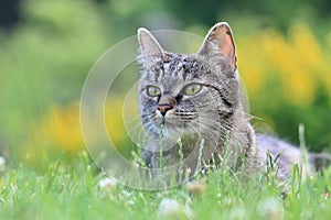 Beautiful tabby cat lying on the blooming meadow