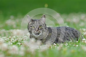 A beautiful tabby cat lying on the flowering meadow.