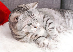 A beautiful tabby cat is lying. Pedigree cat Scottish,