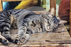 Beautiful tabby cat is lying on a wooden chair, close up