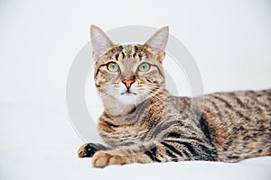 Beautiful tabby cat posing for the camera