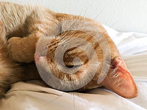 Beautiful tabby cat relaxing covering face with paw