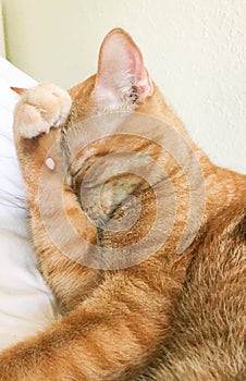 Beautiful tabby cat relaxing covering face with paw