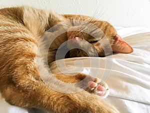 Beautiful tabby cat relaxing covering face with paw