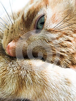 Beautiful tabby cat relaxing covering face with paw