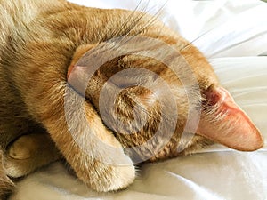 Beautiful tabby cat relaxing covering face with paw