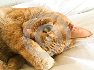 Beautiful tabby cat relaxing covering face with paw