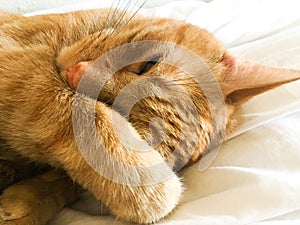 Beautiful tabby cat relaxing covering face with paw