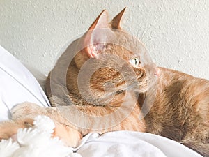 Beautiful tabby cat relaxing regal white background