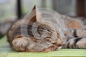 Beautiful Tabby Cat Resting and Sleeping