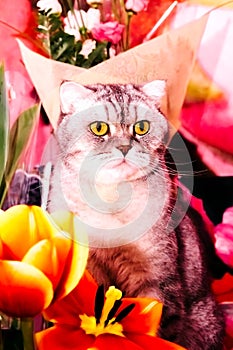 Beautiful tabby cat sits near bouquets of tulips. beautiful heads of flowers close-up. fragrant flowers for the holiday on March 8