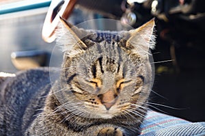 Beautiful tabby cat is sitting in a car seat, pet feeling comfortable and relaxed. Train your cat to travel together. Reducing kit