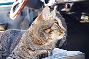 Beautiful tabby cat is sitting in a car seat, pet feeling comfortable and relaxed. Train your cat to travel together. Reducing kit