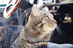 Beautiful tabby cat is sitting in a car seat, pet feeling comfortable and relaxed. Train your cat to travel together. Reducing kit