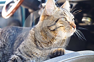 Beautiful tabby cat is sitting in a car seat, pet feeling comfortable and relaxed. Train your cat to travel together. Reducing kit