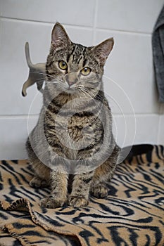 a beautiful tabby cat is sitting on the scratching post