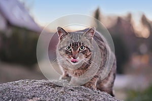 A beautiful tabby cat sitting on the stone.