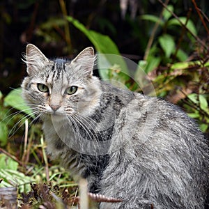 Beautiful Tabby Cat taken outdoors