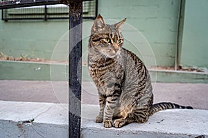 Beautiful tabby cat waiting for food