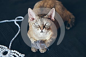 Beautiful tabby color Devon Rex cat is sitting and waiting owner to play with new toys. Black background, natural light. lifestyle