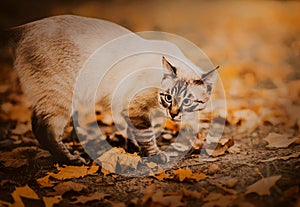 A beautiful tabby cute cat walks on an autumn day in the park among the fallen dry yellow maple leaves and acorns. A walk with a
