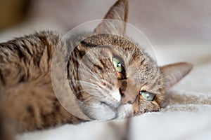 Beautiful tabby female cat with green eyes lying on the bed.