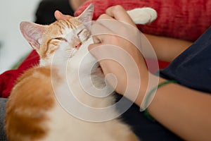 Beautiful tabby kitten enjoying the caresses of its human. Male hand stroking cat hand