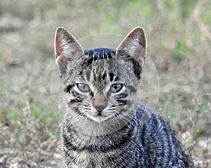 A beautiful tabby kitten that sits on the grass