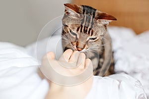 Beautiful tabby pet cat sniffing human hand palm. Relationship of owner and a domestic feline animal. Adorable furry kitten friend