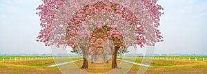 Beautiful Tabebuia rosea tree, pink flower blooming in garden