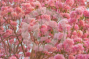 Beautiful Tabebuia rosea tree, pink flower blooming in garden