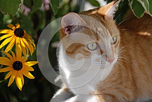 Beautiful Taby Orange Cat with Green Eyes and Yellow Flowers