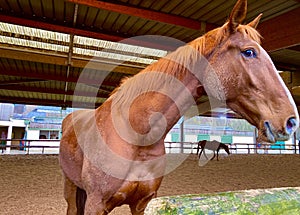 A beautiful tall brown horse in the stables